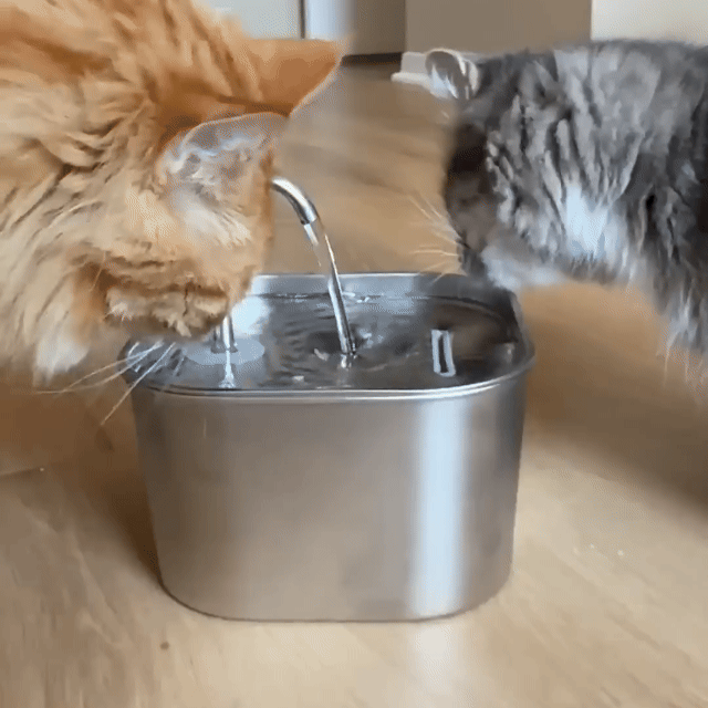 Miaulo™️ - Fontanella per Gatti 2,2L